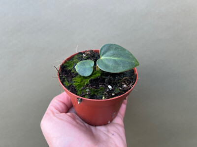 Anthurium regale Babyplant