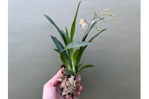 Oncidium orchid mounted