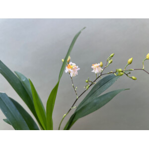 Oncidium Orchidee aufgebunden
