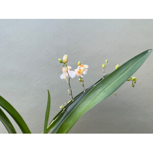Oncidium Orchidee aufgebunden