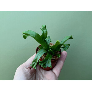 Asplenium spec. Surinam