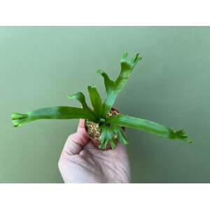 Asplenium spec. Nicaragua