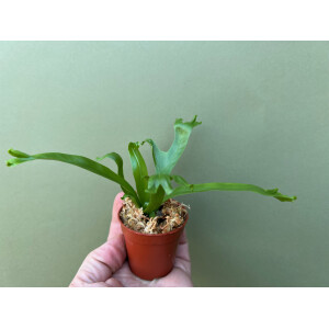 Asplenium spec. Nicaragua