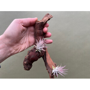 Rebholz mit 2 Tillandsien