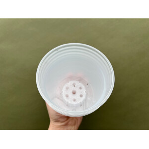 Pflanztopf Philodendron Kunststoff 11,5cm  5 Stück