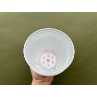 Pflanztopf Philodendron Kunststoff 11,5cm  5 Stück