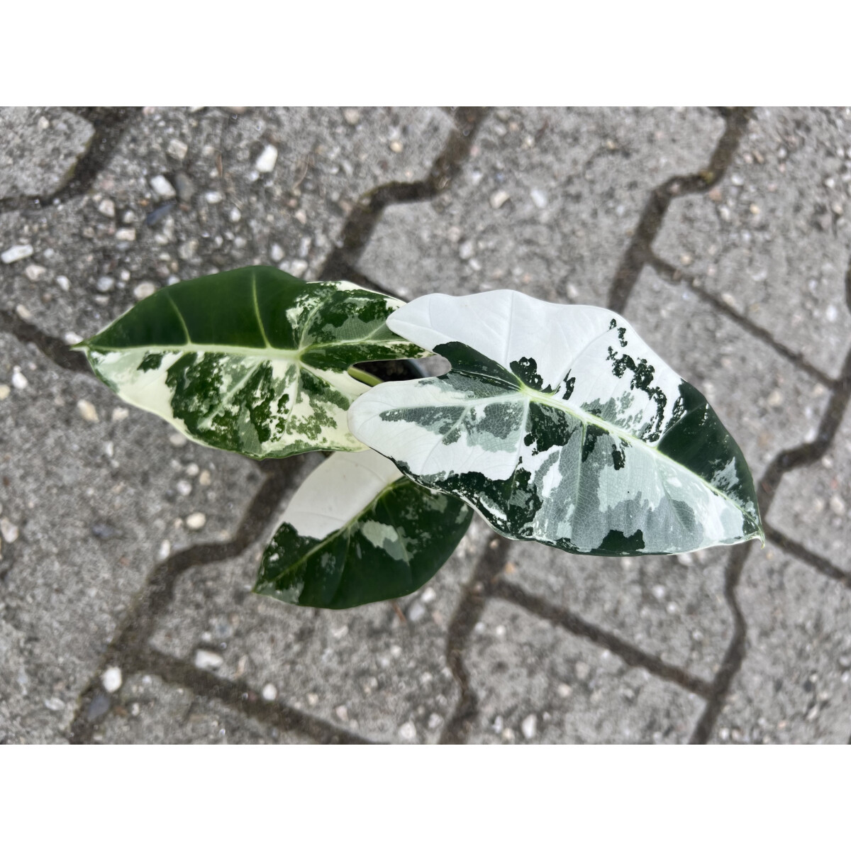 Alocasia frydek variegata M