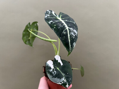 Alocasia frydek variegata M