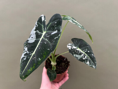 Alocasia frydek variegata M