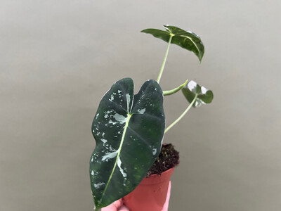 Alocasia frydek variegata M