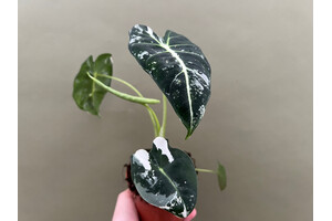 Alocasia frydek variegata M