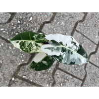 Alocasia frydek variegata M