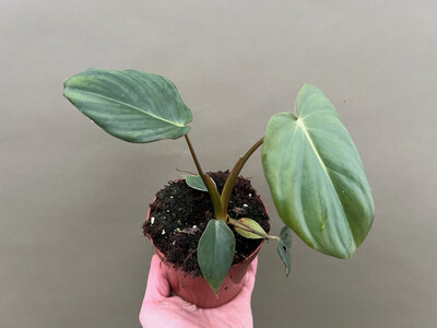 Philodendron McDowell