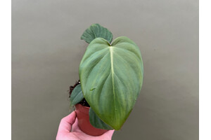 Philodendron McDowell