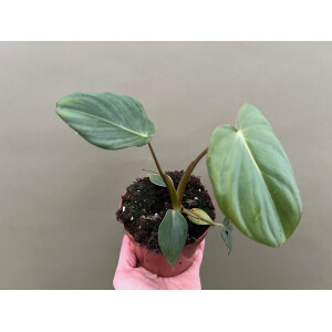Philodendron McDowell