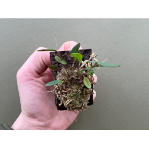 Lepanthopsis ubangii