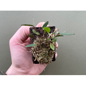 Lepanthopsis ubangii