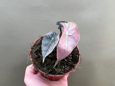 Alocasia polly variegata