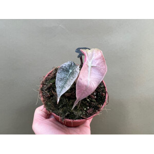 Alocasia polly variegata