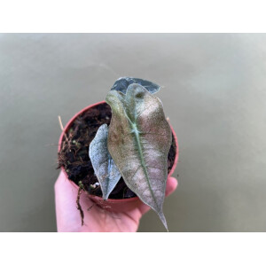 Alocasia polly variegata
