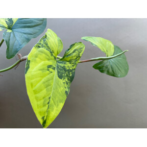 Syngonium yellow aurea variegata Cutting