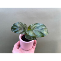 Calathea fasciata Babyplant