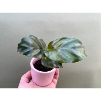 Calathea fasciata Babyplant