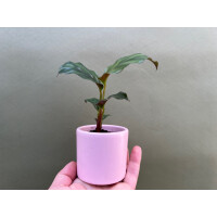 Calathea fasciata Babyplant