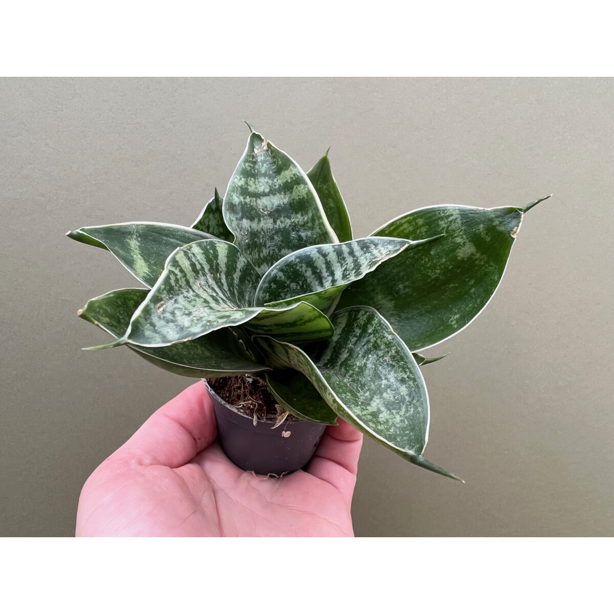 Sansevieria trifasciata Green Honey