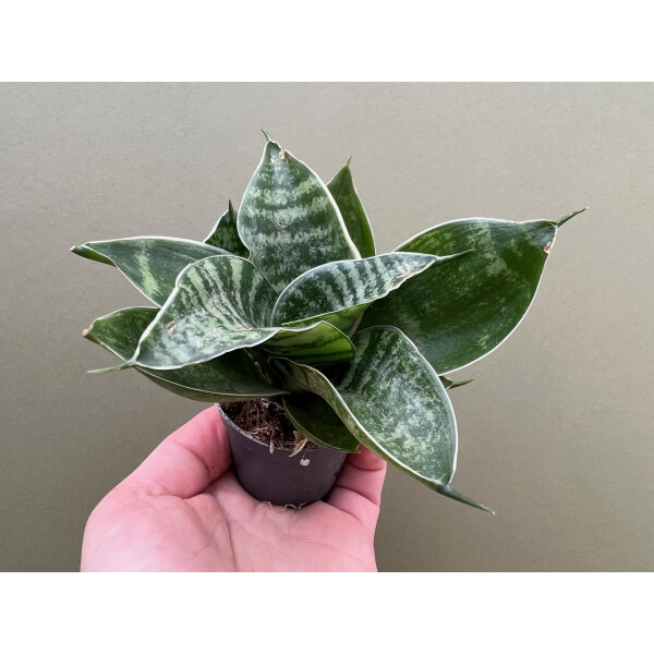 Sansevieria trifasciata Green Honey