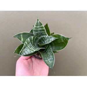 Sansevieria trifasciata Green Honey