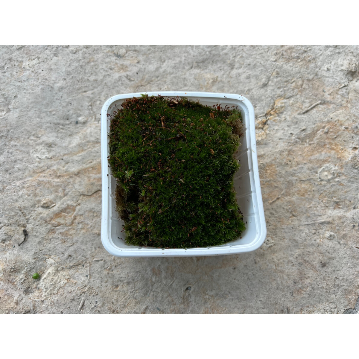 Polster-Kissenmoos S