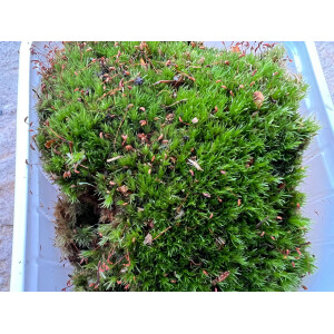 Polster-Kissenmoos S