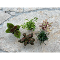 Bens Ant  Pflanzen Starter Kit S