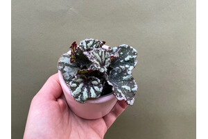 Begonia dew drop new