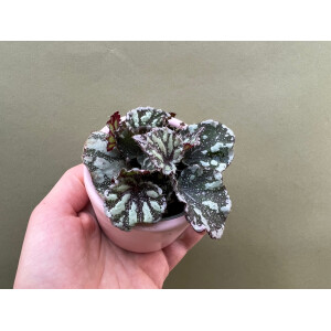 Begonia dew drop new