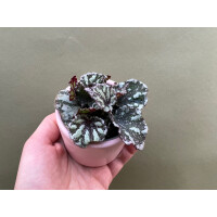 Begonia dew drop new