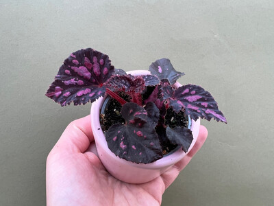 Begonia pink pop