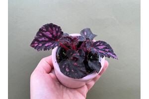 Begonia pink pop