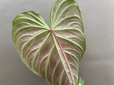 Philodendron splendid Cutting