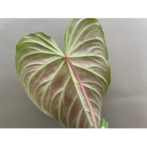 Philodendron splendid Ableger