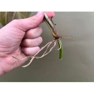 Philodendron splendid Ableger