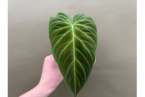 Philodendron splendid Cutting