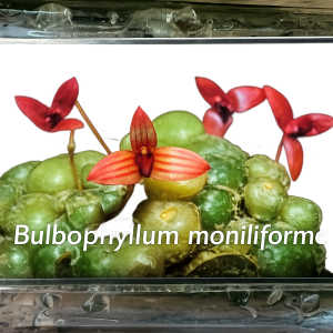 Bulbophyllum moniliforme
