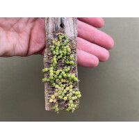 Bulbophyllum moniliforme