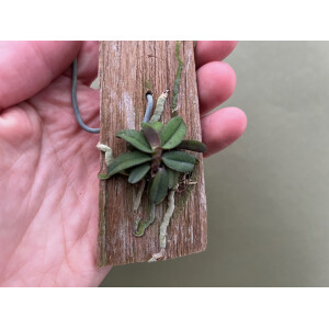 Schoenorchis fragrans