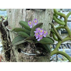 Schoenorchis fragrans