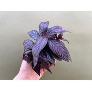 Strobilanthes dyerianus