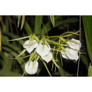 Brassavola nodosa