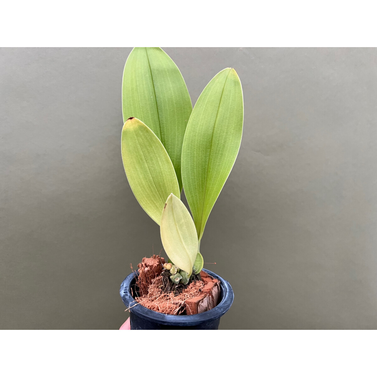 Bulbophyllum graveolens